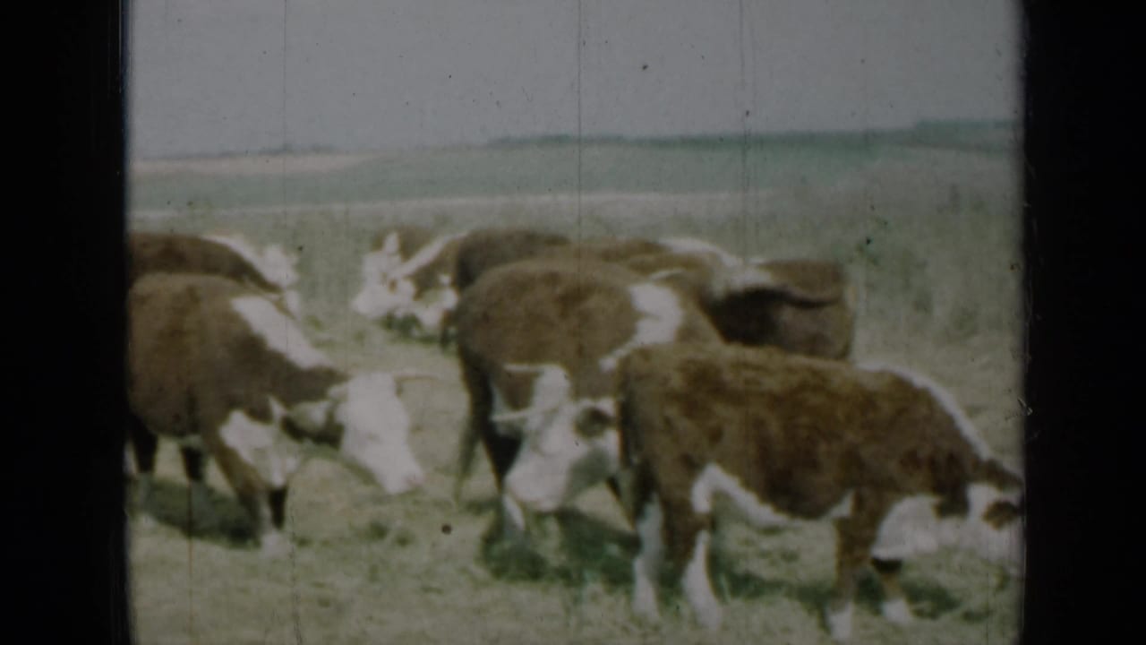 1961 Missouri 8mm frame with cows grouped in the foreground, feeding on sparse grass.