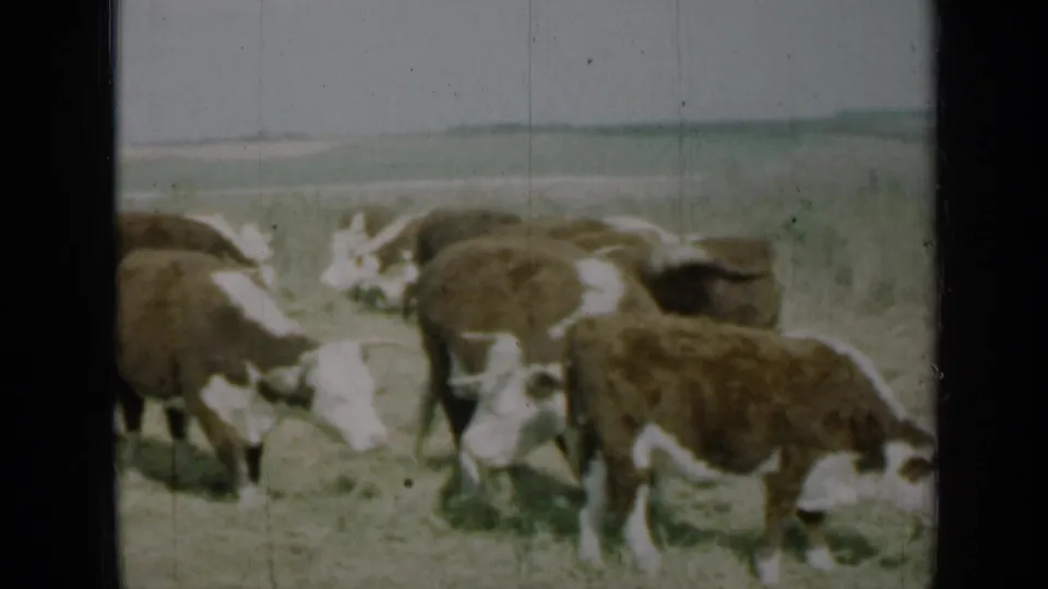 1961 Missouri 8mm frame with cows grouped in the foreground, feeding on sparse grass.