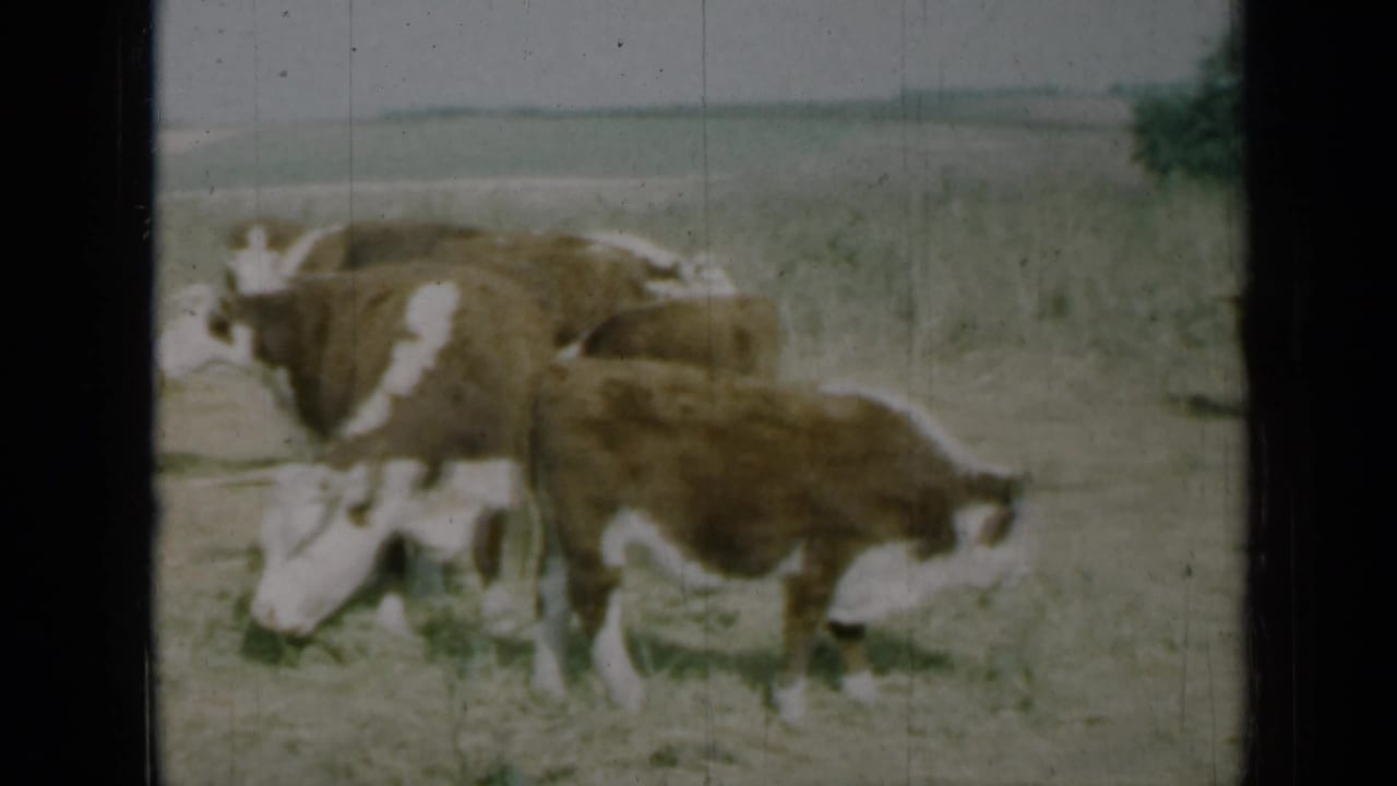 1961 Missouri home-movie frame showing cattle in a sparse field, with a small tree visible at right.