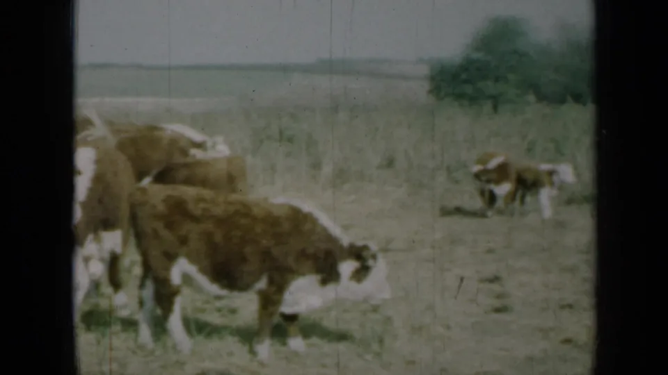1961 Missouri 8mm frame showing brown and white cattle grazing across a dry pasture, with soft focus, film scratches, and dark gate edges.