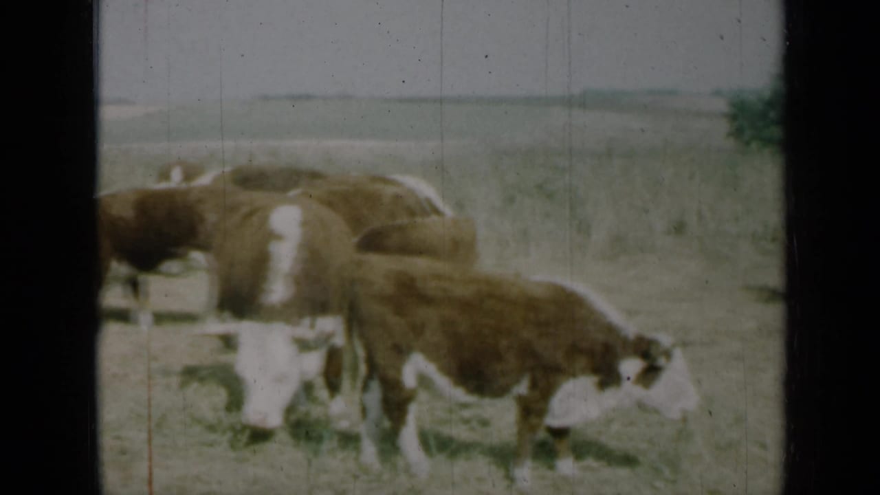Several brown and white cattle stand and feed in an open pasture under a pale sky.