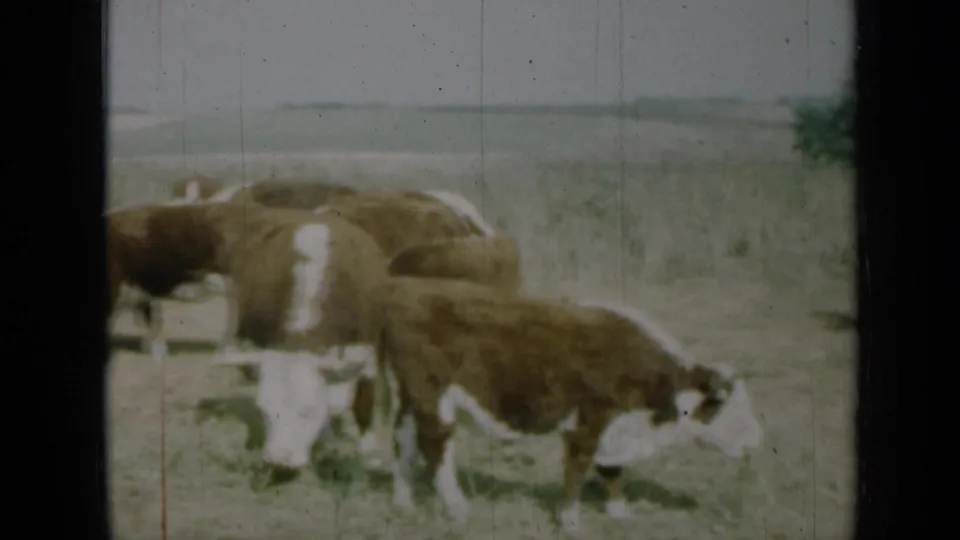 1961 Missouri pasture view with Hereford-type cattle grazing near the center and right of the frame, softened by 8mm grain and faded color.