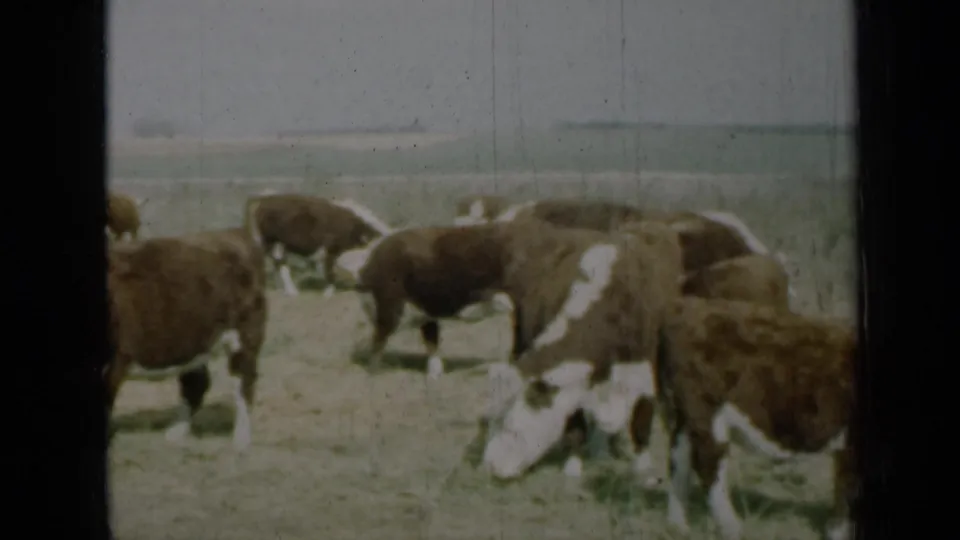 Faded 8mm view of brown and white cattle grazing in a Missouri field, including a white-faced cow lowered toward the grass in the foreground.