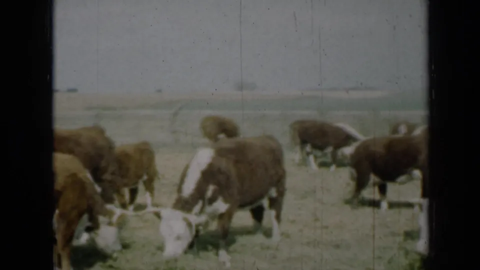 1961 Missouri home-movie frame showing cattle spread across a dry pasture, with faded color, visible grain, and dark 8mm frame borders.