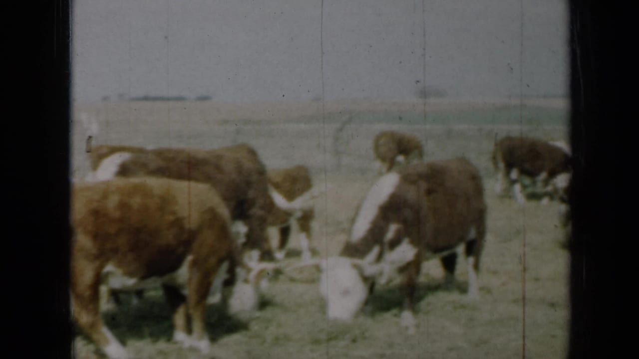 1961 Missouri 8mm frame showing several brown and white cows grazing in a flat pasture with dark film-frame edges.