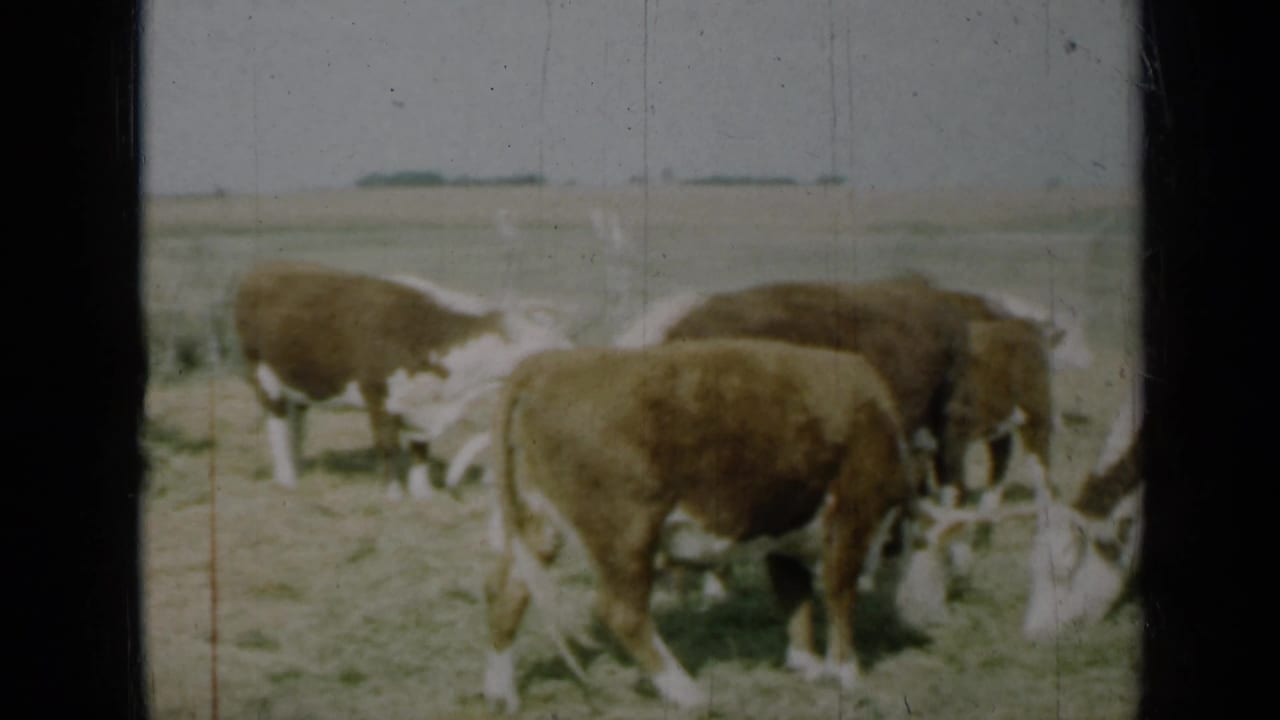 Several cows lower their heads to graze in a sunlit pasture.