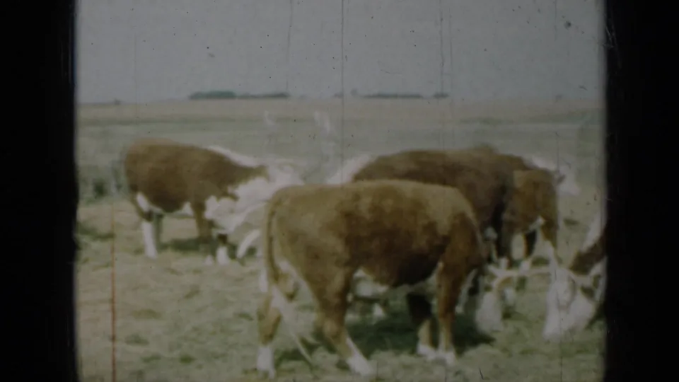 Brown and white cattle graze in a Missouri pasture, with soft 8mm color and visible dark framing from the scan.