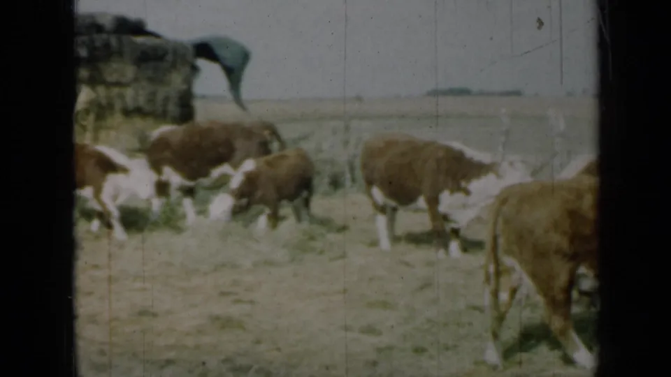A 1961 Missouri home-movie frame shows cows grazing near a low rock formation or shelter-like structure in open pasture.
