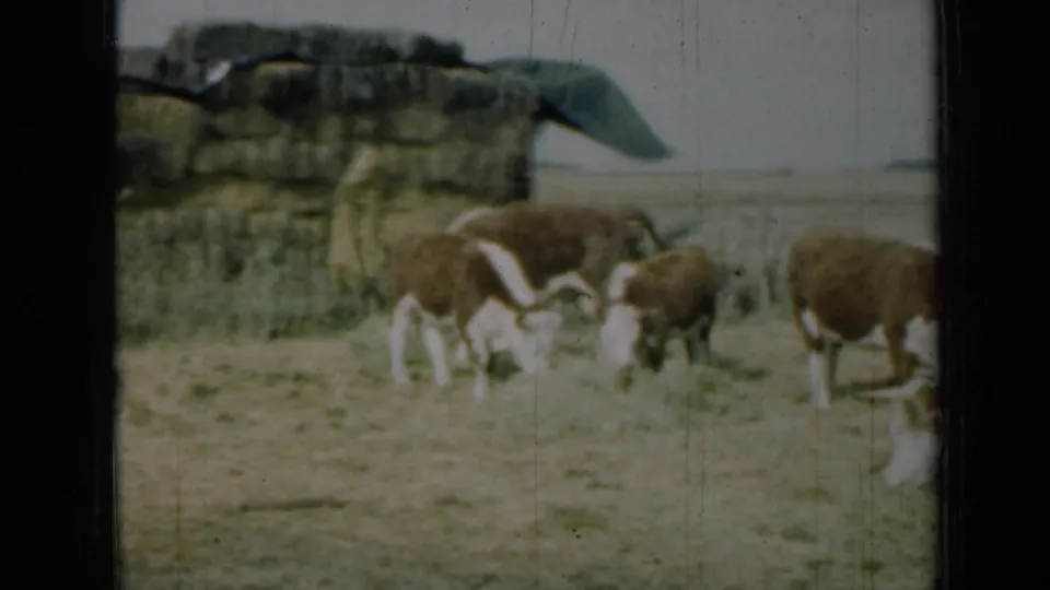 Brown and white cows graze beside a low rock formation or shelter-like structure in 1961 Missouri 8mm footage.