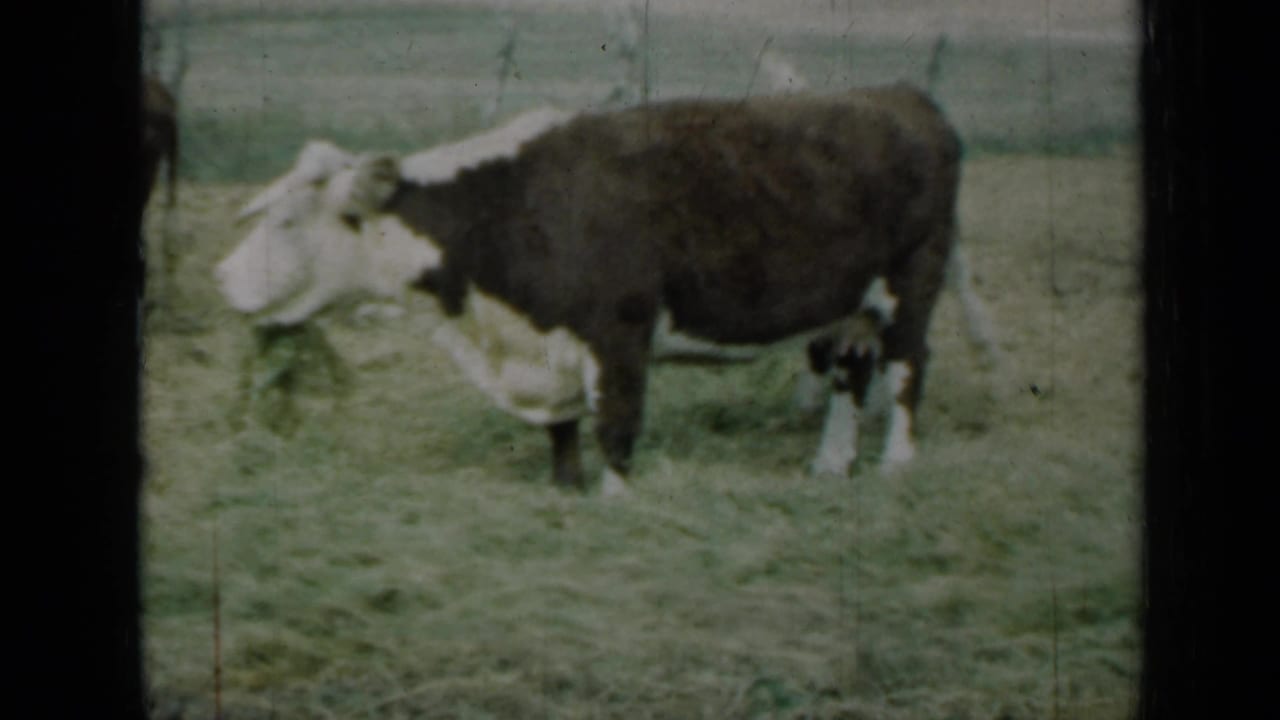Brown and white cow grazing in a fenced grassy paddock.