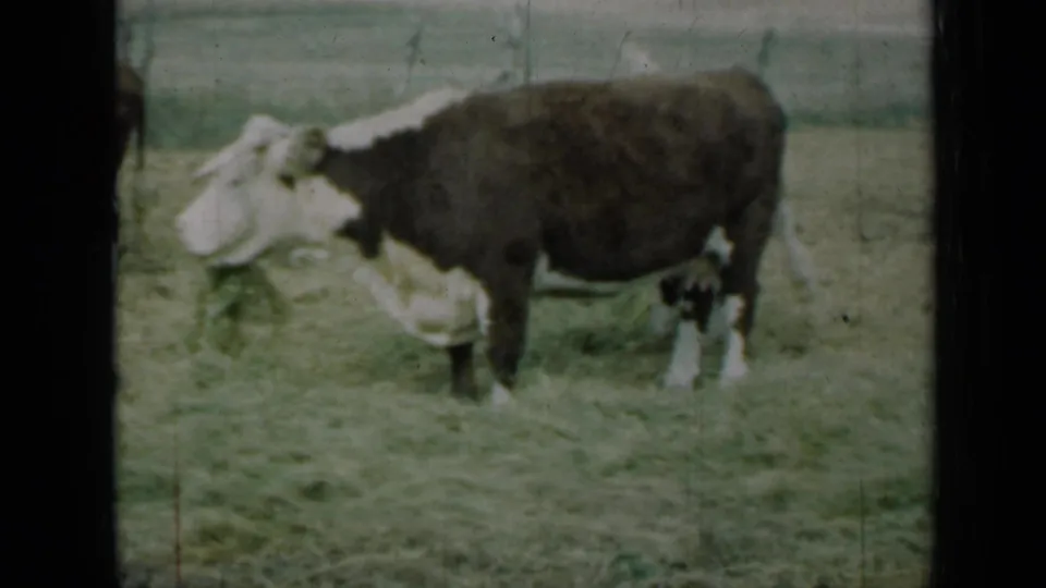 A brown and white cow grazes near wire fencing in 1961 Missouri 8mm home-movie footage.