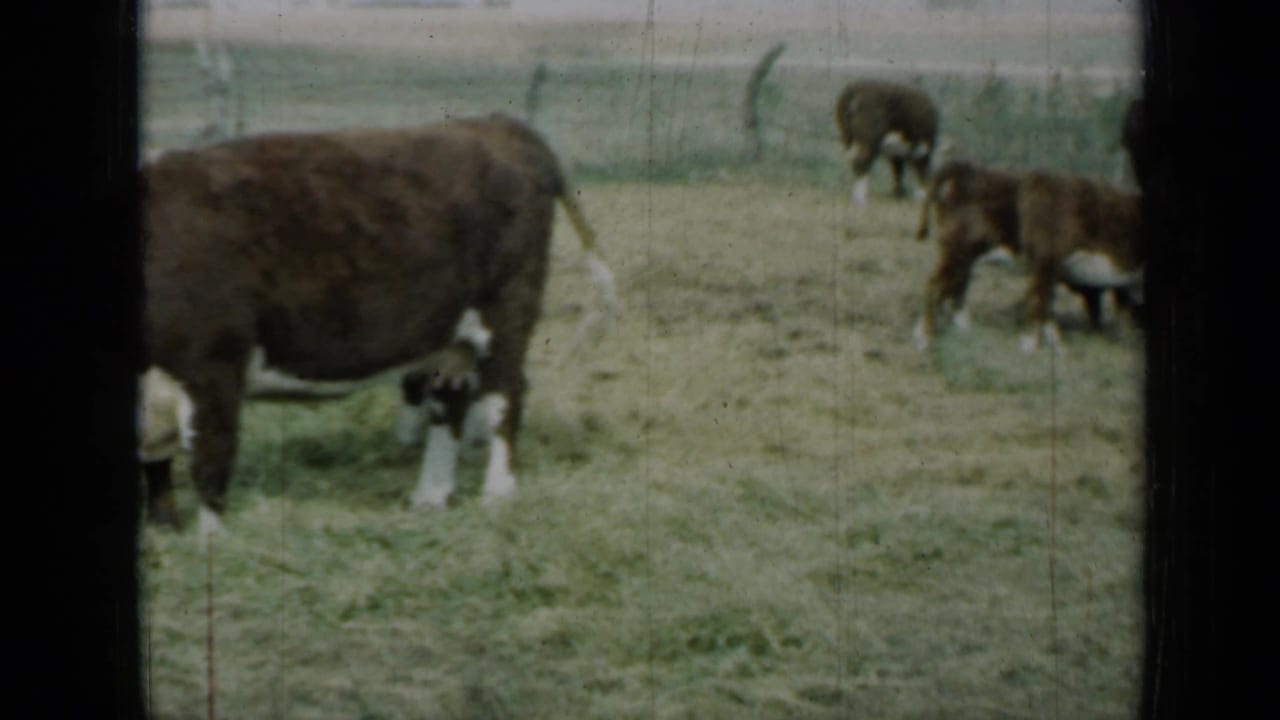 Cow standing in pasture with smaller cattle farther back.