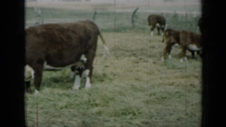 A cow stands in the paddock while other cattle graze in the background in rural Missouri footage from 1961.
