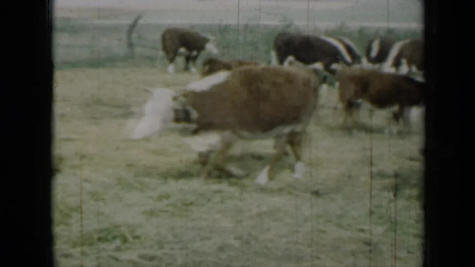 Multiple brown and white cows graze and walk through a fenced Missouri paddock in soft 8mm color.