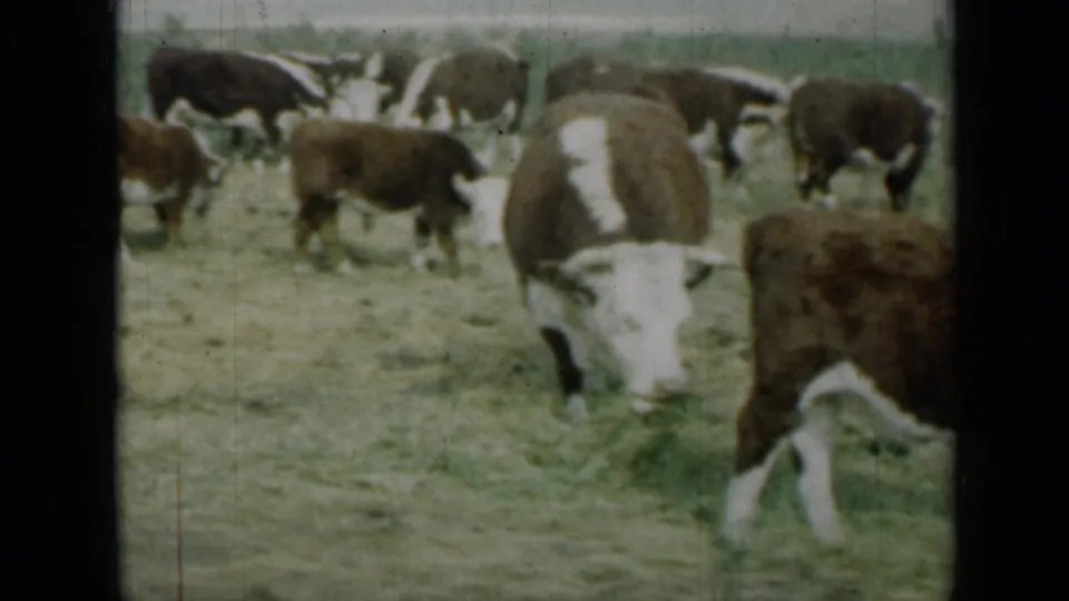 A herd of cows grazes in a fenced paddock, with one cow near the foreground in 1961 Missouri footage.
