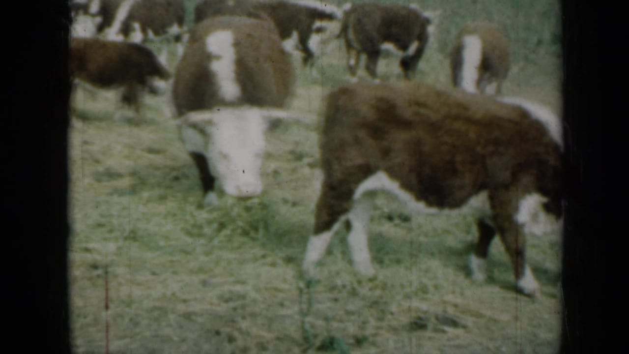 Brown and white cows grazing in a grassy field.