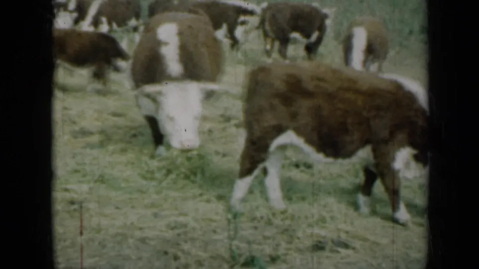 1961 Missouri 8mm frame showing brown and white cattle grazing in a soft-focused grassy field.