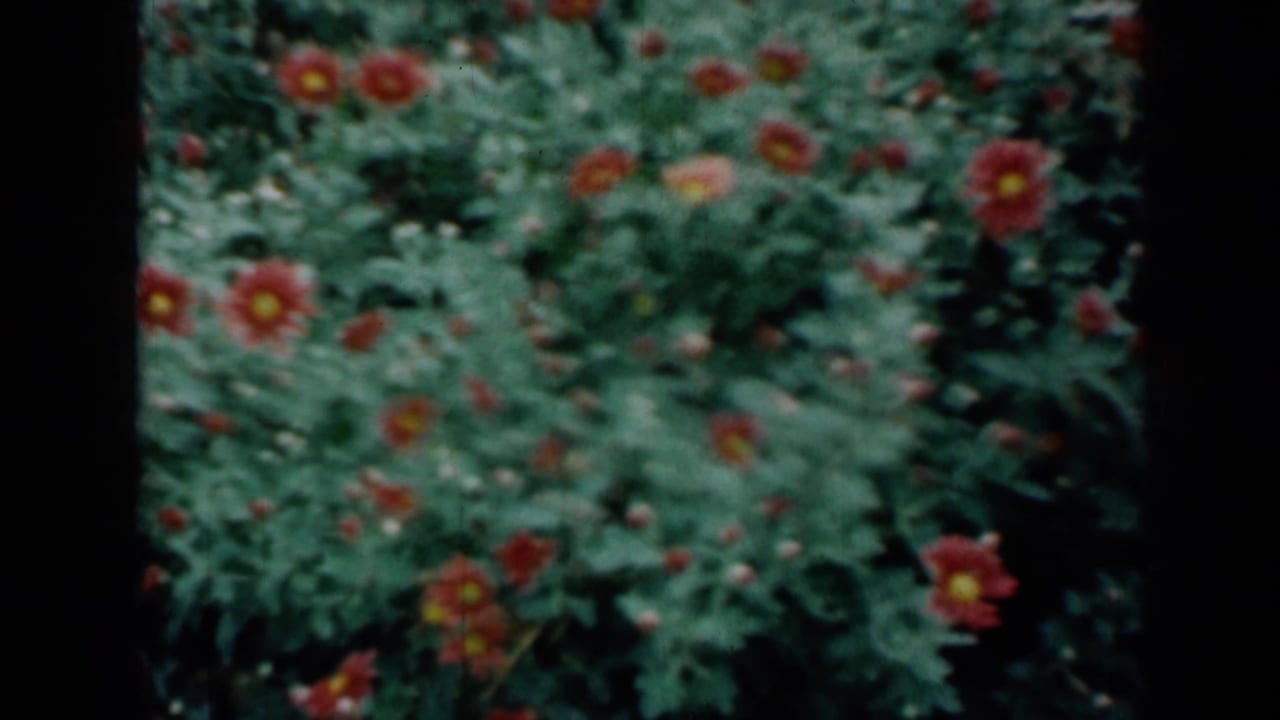 Red flowers with yellow centers among dense green leaves.