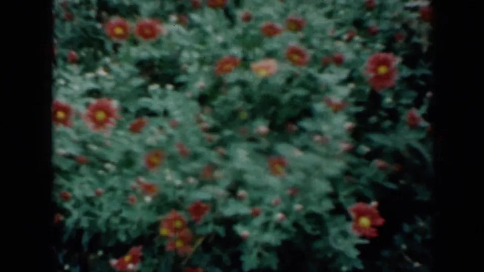 Close 8mm view of red flowers with yellow centers blooming in green foliage, from the Missouri home-movie clip.