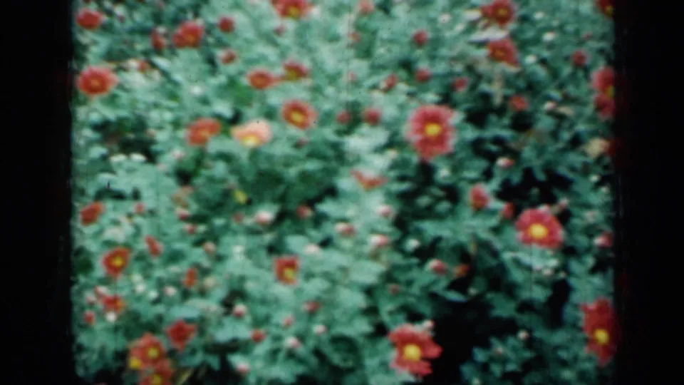 1961 Missouri 8mm frame of red blossoms scattered through lush green plants, filmed as a close nature view.