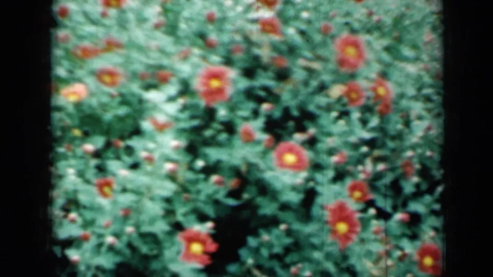 Final 8mm frame showing red flowers with yellow centers across green foliage in the stated Missouri 1961 footage.