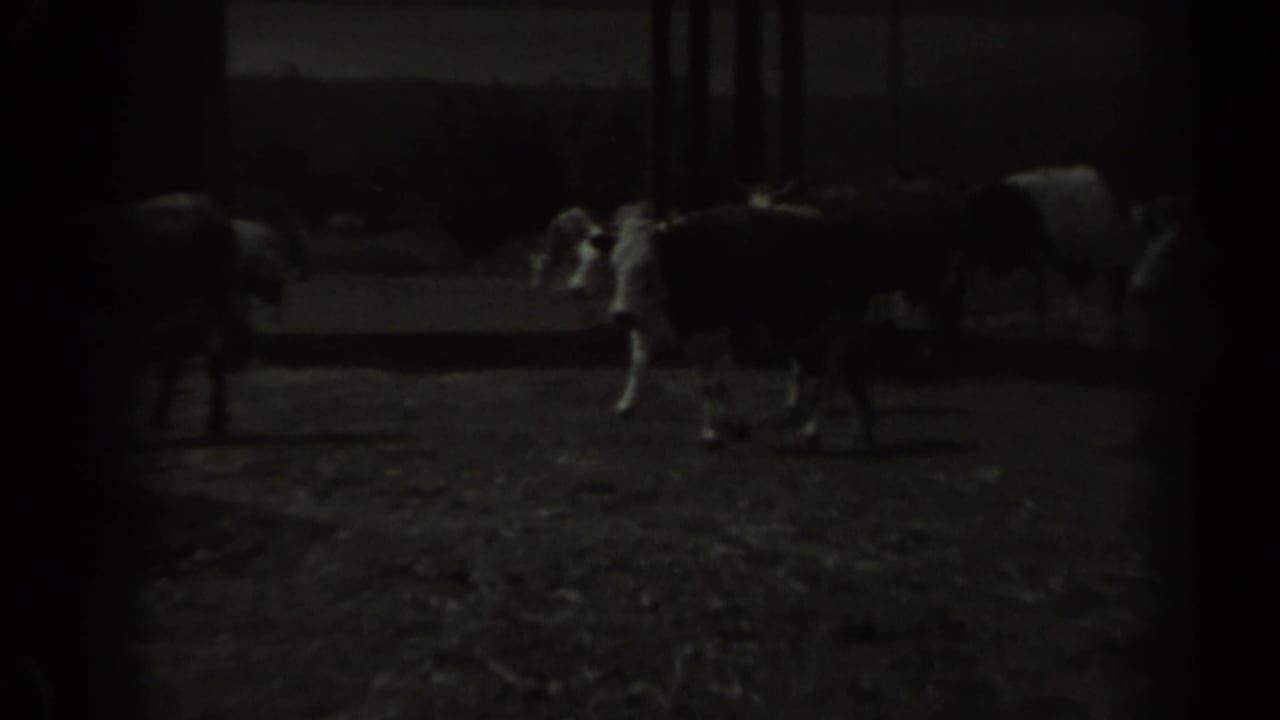 Cows stand and walk across a dim field beside a farm structure.