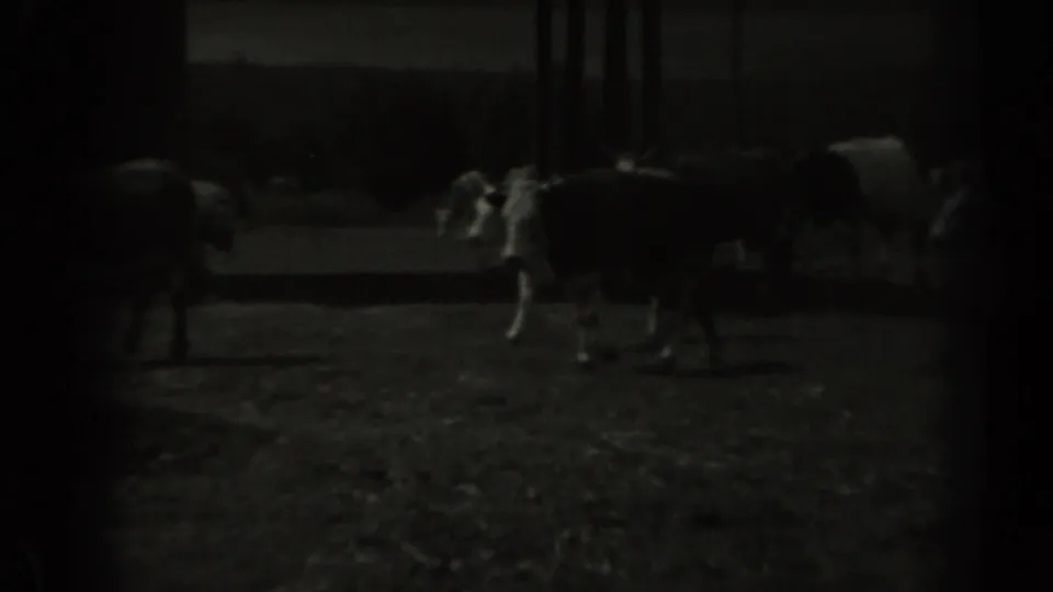 Cows and calves appear in a low-light Missouri farm field, with a barn or shed form behind them in the 8mm frame.