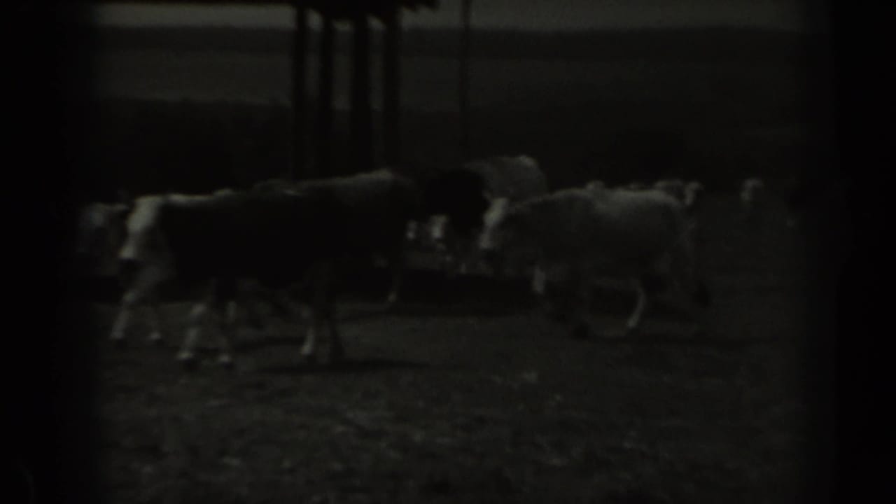 A small line of cattle crosses the dark Missouri farm ground, recorded in grainy 8mm home-movie footage.