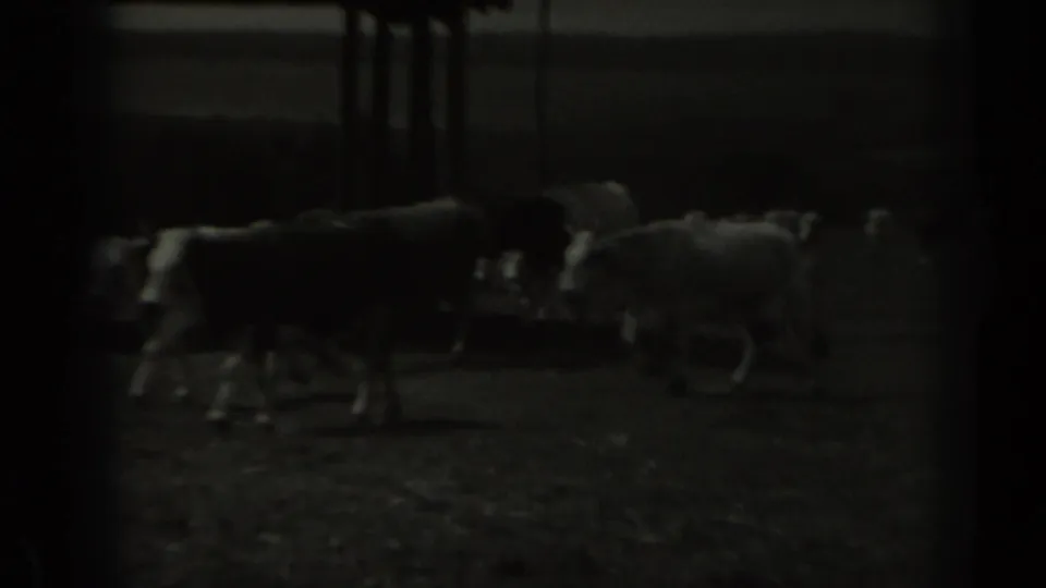 A small line of cattle crosses the dark Missouri farm ground, recorded in grainy 8mm home-movie footage.