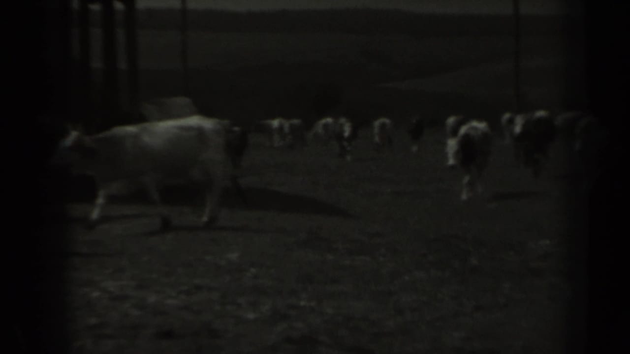 A cow moves across the foreground of a dim 1961 Missouri farm scene, with additional cattle scattered in the background.