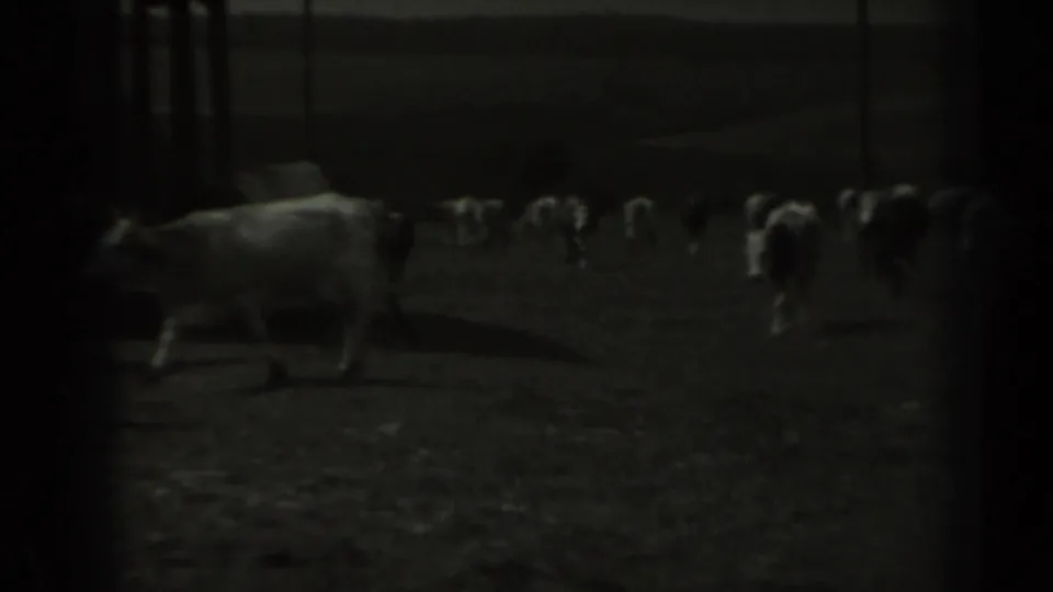 A cow moves across the foreground of a dim 1961 Missouri farm scene, with additional cattle scattered in the background.