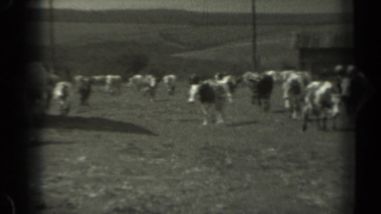 1961 Missouri 8mm frame showing a herd of cows scattered across open pasture near a distant farm building.