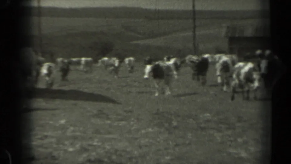 1961 Missouri 8mm frame showing a herd of cows scattered across open pasture near a distant farm building.