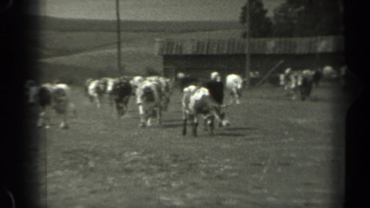 Herd of cows in a field near a barn-like structure and trees.