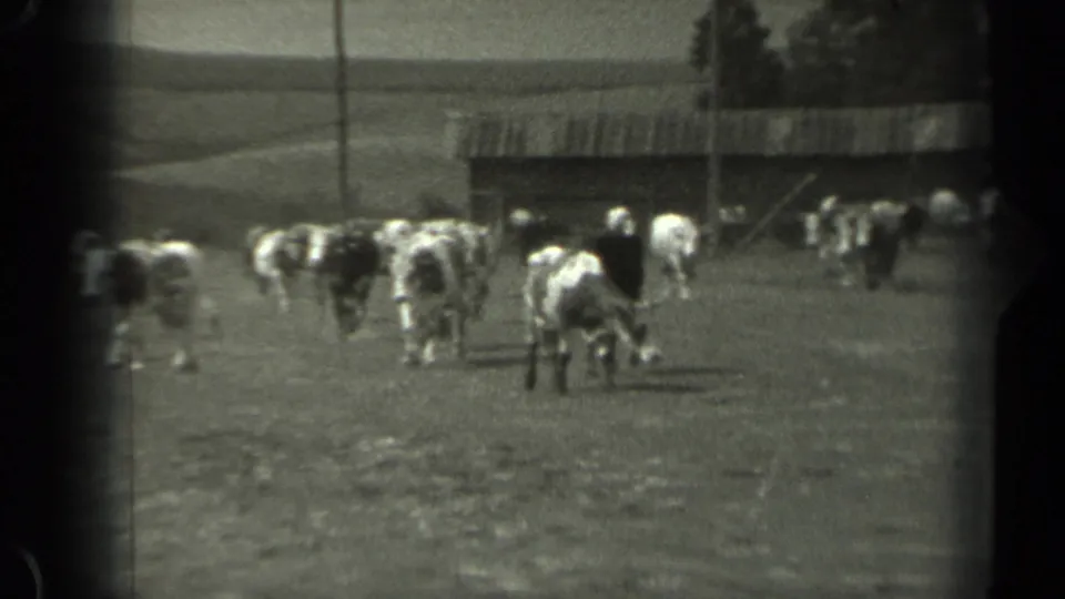 Black-and-white 8mm view of cows grazing or walking in a Missouri field with a barn-like structure behind them.