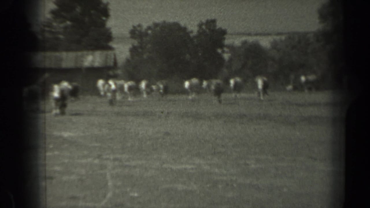 Wide black-and-white 8mm frame of cattle dispersed across a Missouri pasture with trees and a low farm structure in back.