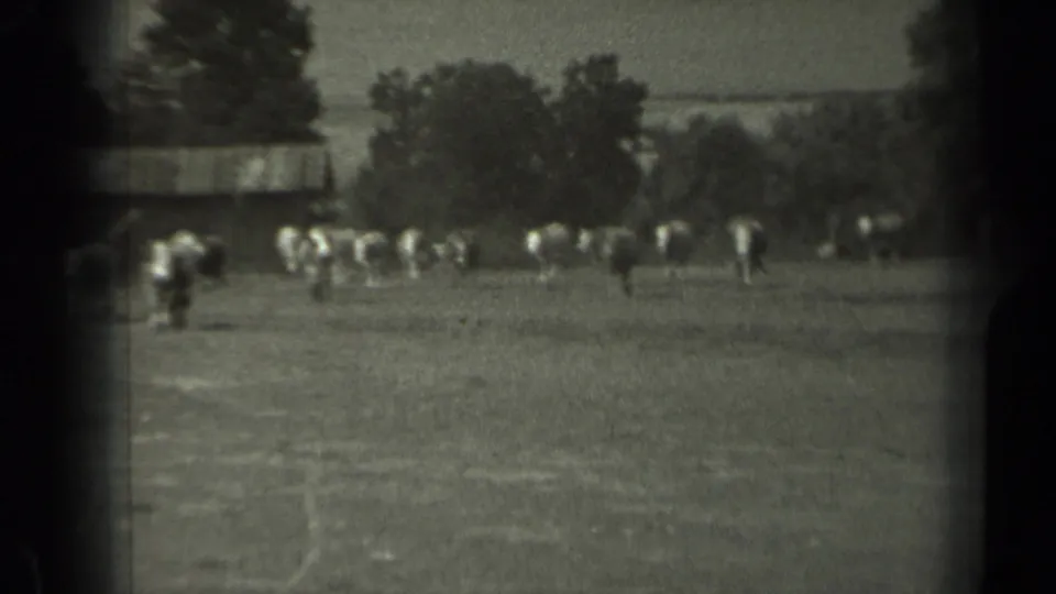 Wide black-and-white 8mm frame of cattle dispersed across a Missouri pasture with trees and a low farm structure in back.