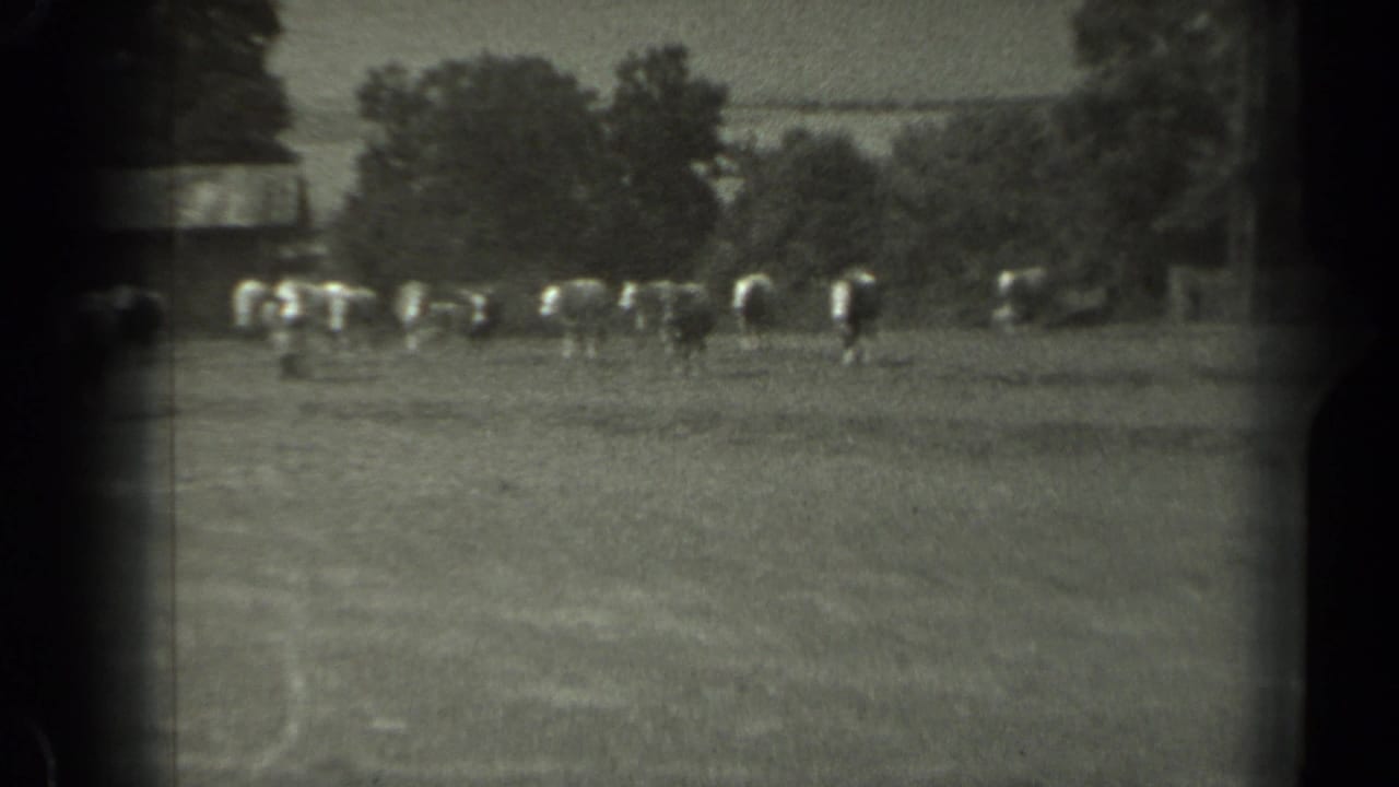Cows grazing in an open field with trees and fencing in the background.