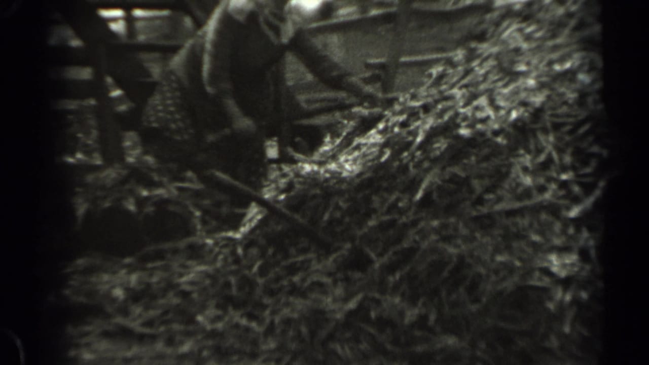 An adult farm worker handles hay or straw with a pitchfork beside wooden barn framing in Missouri home-movie footage.