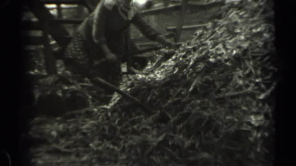 An adult farm worker handles hay or straw with a pitchfork beside wooden barn framing in Missouri home-movie footage.