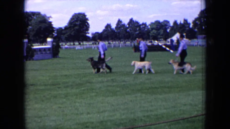 Handlers in light shirts lead several dogs across the grass at an England 1963 dog show, with tents and fencing behind them.