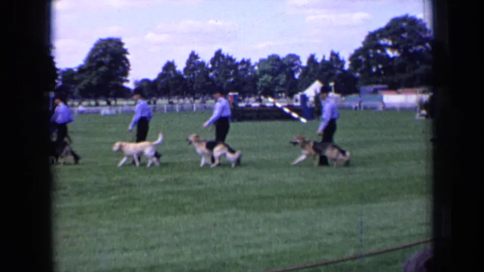 A line of handlers and dogs crosses the England 1963 showground, with a tent, fences, and spectators visible in the distance.