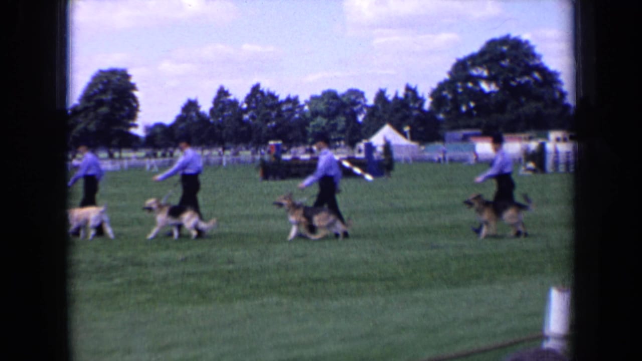 Handlers walk dogs across a grassy show field with tents and trees behind them.