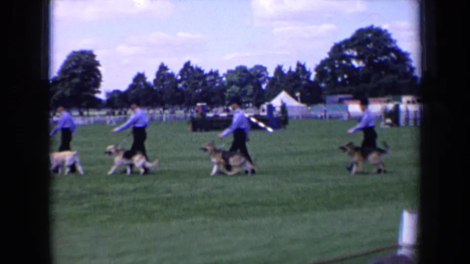 1963 England home-movie frame showing handlers walking German Shepherds and a Golden Retriever across a green dog-show field.