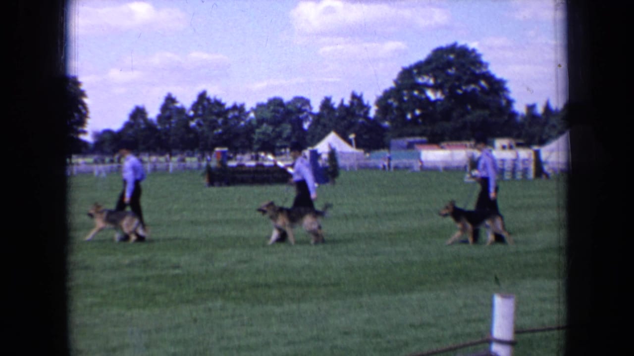 Two handlers lead German Shepherds across a grassy field near tents and trees.