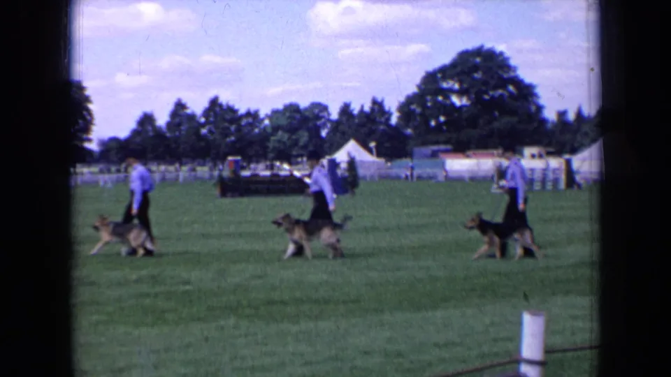 Handlers in light shirts guide German Shepherds across an English dog-show field, with white tents and trees in the background.