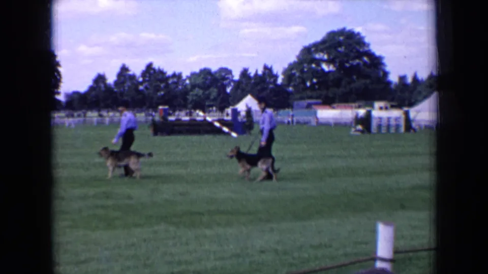1963 England frame of handlers walking German Shepherds on a dog-show field, with tents, trees, and a low barrier visible.