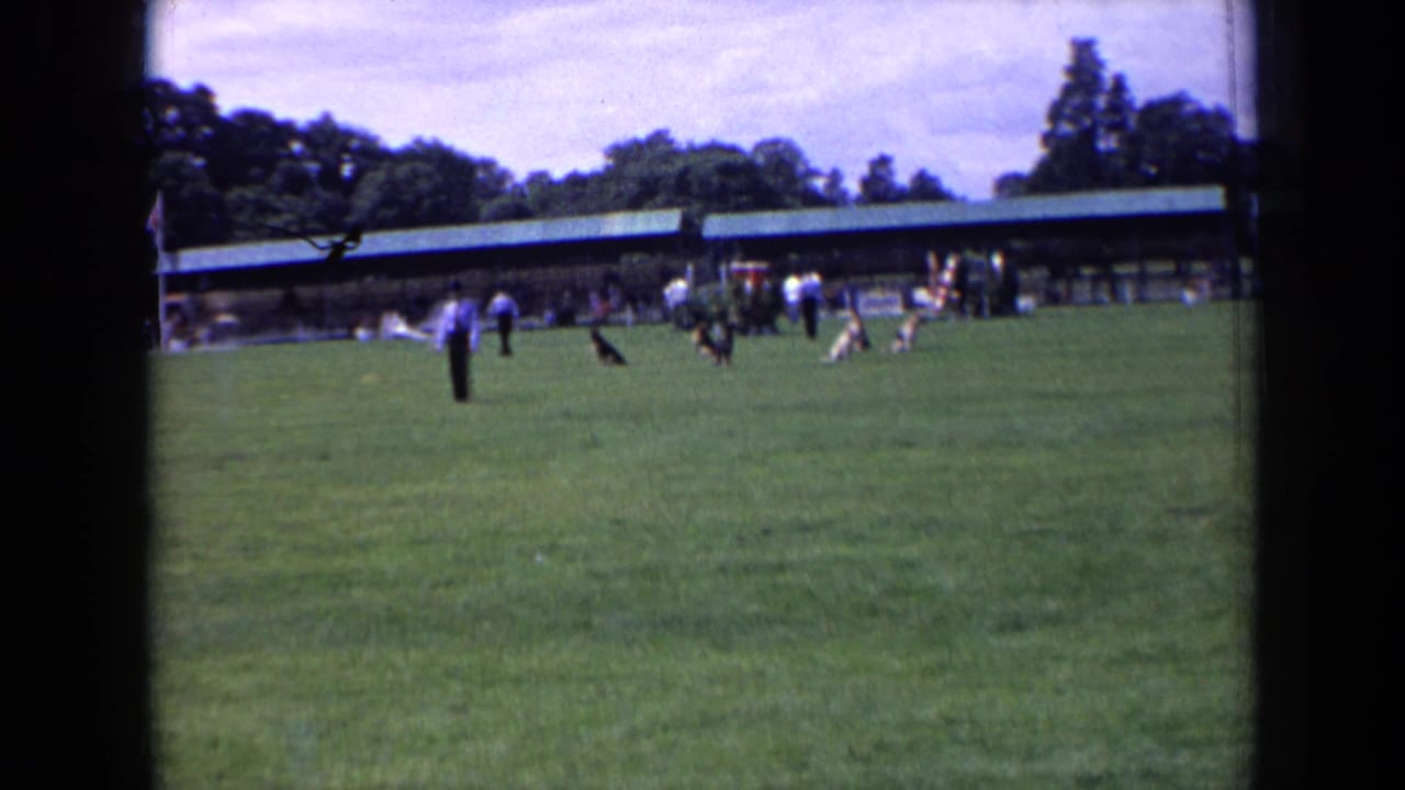 People stand and walk across a field with dogs near a long pavilion and trees.