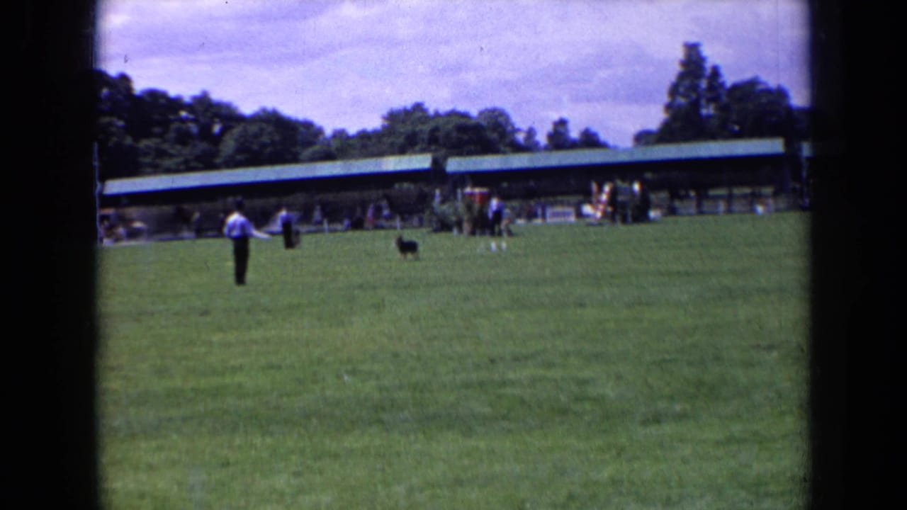 Small dark dog runs across the grass toward a man near a distant pavilion.