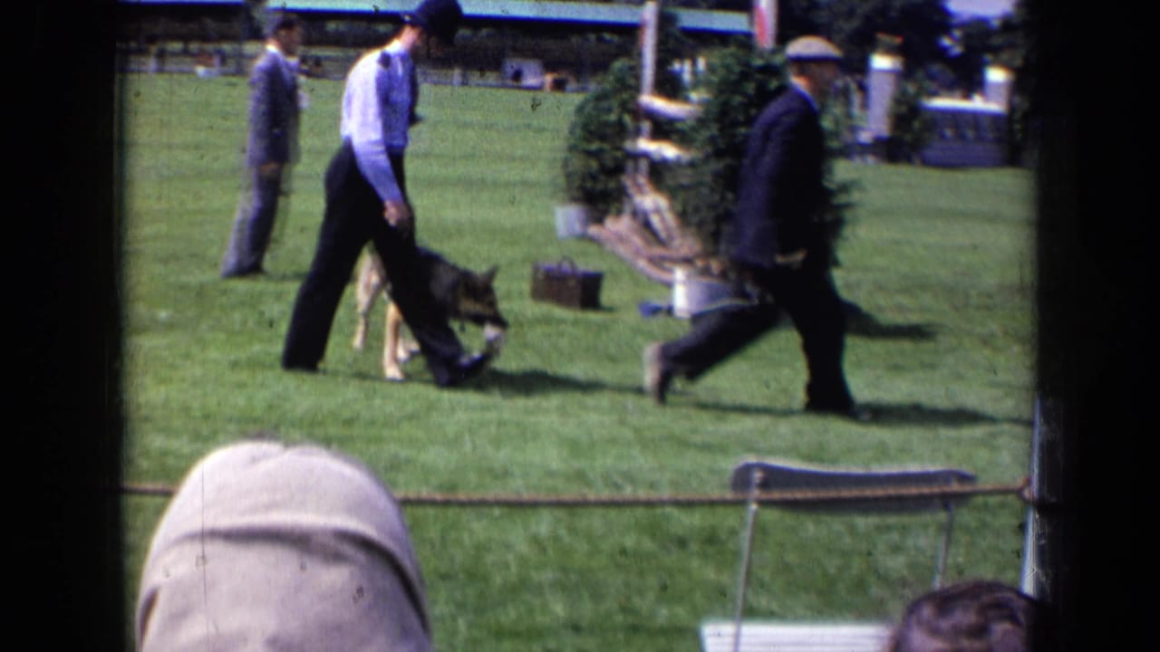 Two handlers in formal clothing walk a German Shepherd-type dog across a grassy judging area in 1963 England footage.